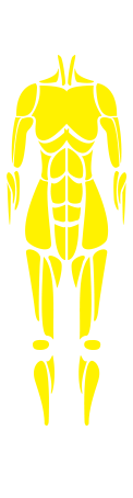 Musculoskeletal system