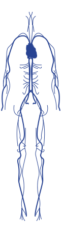 Cardiovascular system