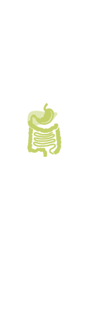 Digestive system
