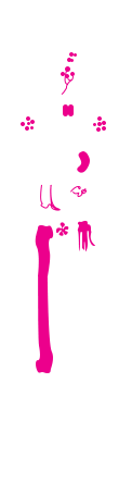 Immune system