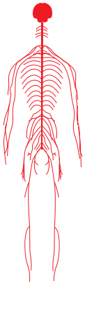 Nervous system