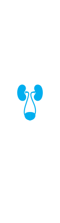 Urinary system