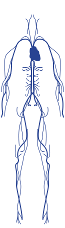 Cardiovascular system