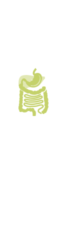 Digestive system