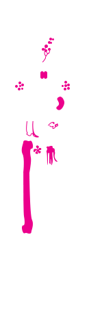 Immune system