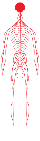 Nervous system