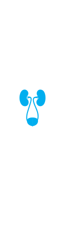 Urinary system