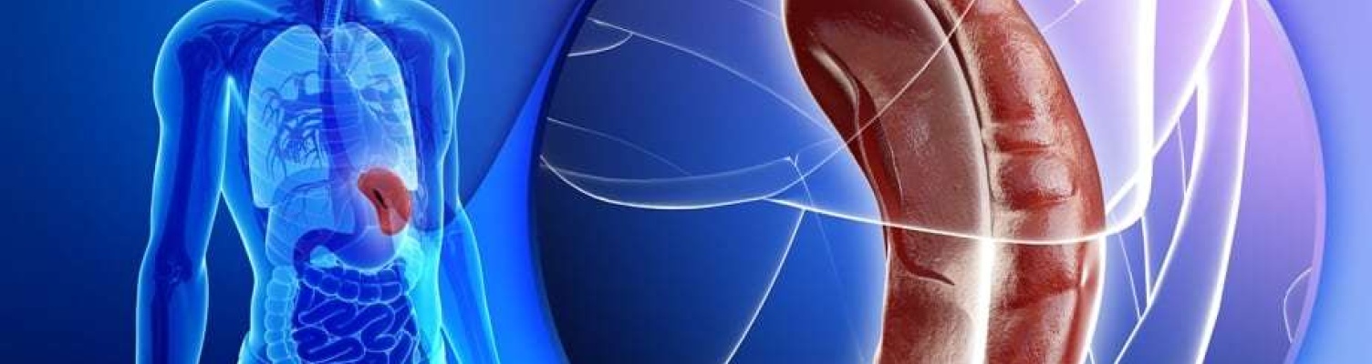 What is the importance of spleen organ?